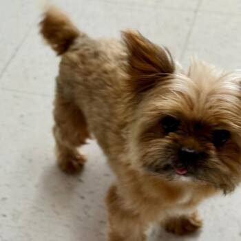Teddy -  Yorkshire Terrier Dog for Adoption in Fresno, California - Teddy | PetCurious