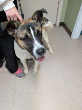 Rescue German Shepherd Dog and Mixed Breed Dogs for Adoption in Burnsville, North Carolina - Barnaby | PetCurious