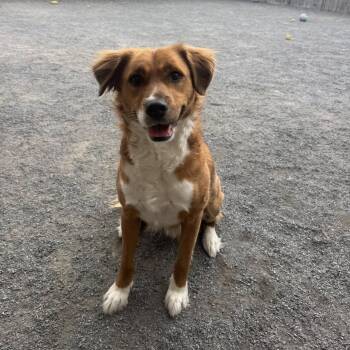 Bingo -  Retriever and Golden Retriever Dog for Adoption in Quakertown, Pennsylvania - Bingo | PetCurious
