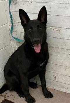 SIR LICKS-A-LOT -  German Shepherd Dog and Mixed Breed Dog for Adoption in San Bernardino, California - SIR LICKS-A-LOT | PetCurious