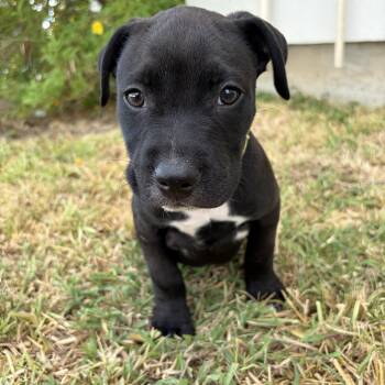 Brie -  Pit Bull Terrier Dog for Adoption in Harlingen, Texas - Brie | PetCurious
