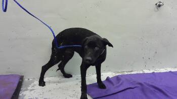 Labrador Retriever and Mixed Breed Dogs Available for Adoption in Houston, Texas - A2069419 | PetCurious