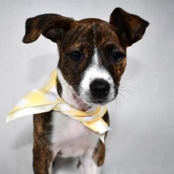 Bagel -  Mixed Breed Dog for Adoption in Johnson City, Tennessee - Bagel | PetCurious