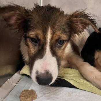 Tristan -  Mixed Breed Dog for Adoption in Charleston, West Virginia - Tristan | PetCurious
