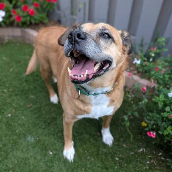 Rescue Mixed Breed Dogs for Adoption in Greensboro, North Carolina - Milly | PetCurious