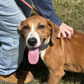 Lilac -  Hound Dog for Adoption in Charles City, Virginia - Lilac | PetCurious