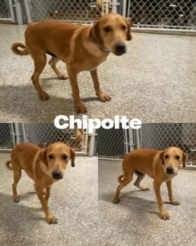 Rescue Labrador Retriever Dogs for Adoption in Saint James, Missouri - Chipolte | PetCurious