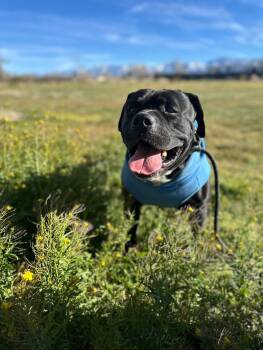 Seeker -  Boxer Dog for Adoption in Santa Monica, California - Seeker | PetCurious
