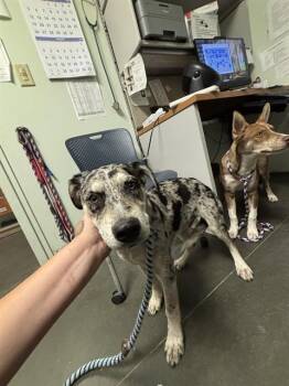 LANGLEY* -  Australian Cattle Dog Blue Heeler and Mixed Breed Dog for Adoption in Santa Cruz, California - LANGLEY* | PetCurious