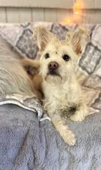 Yorkshire Terrier and Schnauzer Dogs Available for Adoption - Chalk | PetCurious