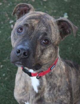 Max -  Pit Bull Terrier Dog for Adoption in Red Bluff, California - Max | PetCurious