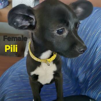 Rescue Chihuahua Dogs for Adoption in Park Row, Texas - Phili | PetCurious