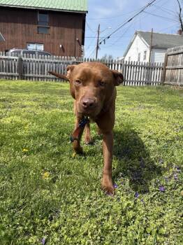 Pit Bull Terrier and Chesapeake Bay Retriever Dogs Available for Adoption in Shermans Dale, Pennsylvania - Grizzly | PetCurious