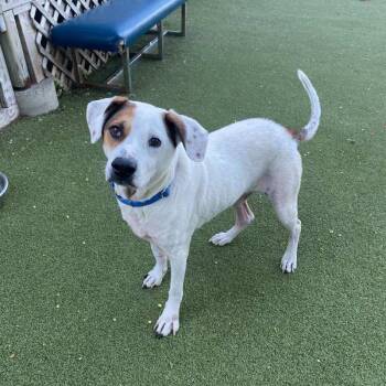 Labrador Retriever Dogs Available for Adoption in New Bedford, Massachusetts - Daniel | PetCurious