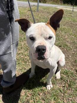 American Staffordshire Terrier Dogs Available for Adoption in Chester, South Carolina - CHAMP | PetCurious