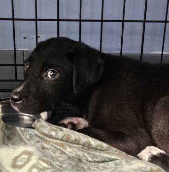 Border Collie and Hound Dogs Available for Adoption in Homewood, Illinois - Knox | PetCurious