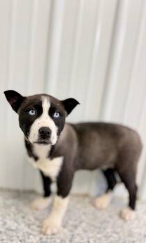 Mixed Breed Dogs Available for Adoption - Plum | PetCurious