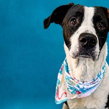 Domino Falls for You -  Pit Bull Terrier and Border Collie Dog for Adoption in Friendswood, Texas - Domino Falls For You | PetCurious