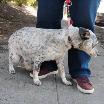 INDIANA -  Cattle Dog and Mixed Breed Dog for Adoption in Richmond, California - INDIANA | PetCurious