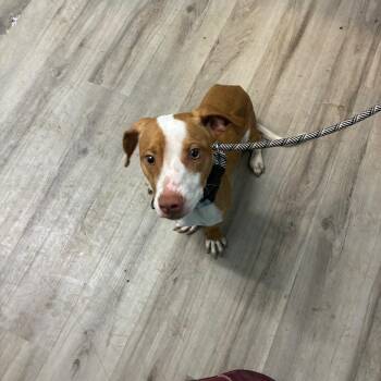 Little Smokies -  Basset Hound and Mixed Breed Dog for Adoption in St. Louis, Missouri - Little Smokies | PetCurious