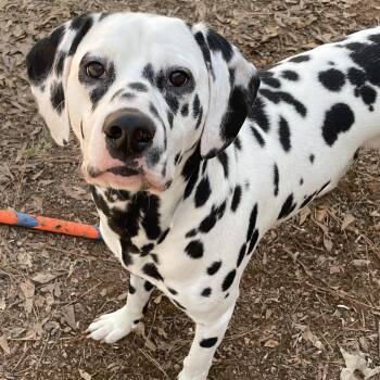 Dalmatian Dogs Available for Adoption - Obi-Gastonia, NC Bonded To Sky | PetCurious