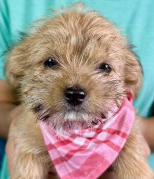 Rescue Yorkie Poo Dogs for Adoption in Hondo, Texas - Sally - Cutest Little Scruffy Out There! | PetCurious