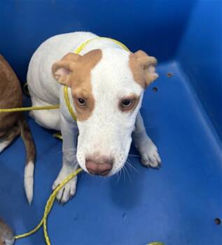 GUNTHER -  Mixed Breed Dog for Adoption in Dallas, Texas - GUNTHER | PetCurious