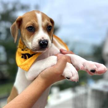 Angela -  Anatolian Shepherd Dog for Adoption in Tampa, Florida - Angela | PetCurious