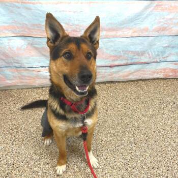 Shepherd and Mixed Breed Dogs Available for Adoption in Cheyenne, Wyoming - Sherbert | PetCurious