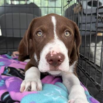 Shark -  Labrador Retriever Dog for Adoption in Columbia, South Carolina - Shark | PetCurious