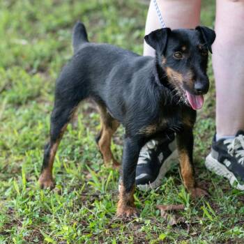 PETAL-29968 -  Terrier and Wirehaired Terrier Dog for Adoption in Memphis, Tennessee - PETAL-29968 | PetCurious