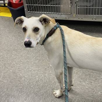 Rescue Labrador Retriever and Feist Dogs for Adoption in Hattiesburg, Mississippi - Plumber | PetCurious