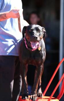 Mia -  Doberman Pinscher Dog for Adoption in Battle Ground, Washington - Mia | PetCurious