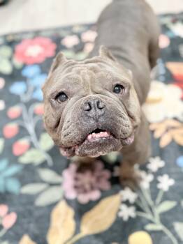Dolce -  American Bully Dog for Adoption in Riverside, California - Dolce | PetCurious