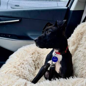JON WAYNE -  Chocolate Labrador Retriever and Mixed Breed Dog for Adoption in Waterford, New Jersey - JON WAYNE | PetCurious