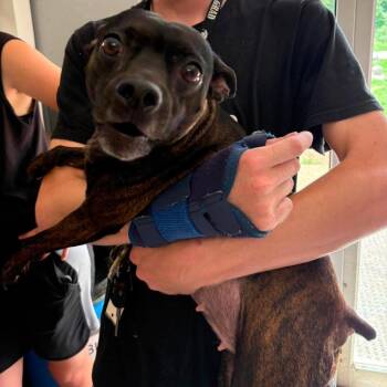 Keno Stray Hold 7/4 -  Mixed Breed Dog for Adoption in Huntington, West Virginia - Keno Stray Hold 7/4 | PetCurious
