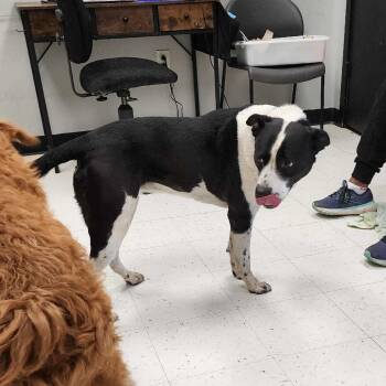 Rescue Mixed Breed Dogs for Adoption in Davenport, Iowa - Rayne | PetCurious