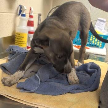 Naptime -  Mixed Breed Dog for Adoption in Asheville, North Carolina - Naptime | PetCurious