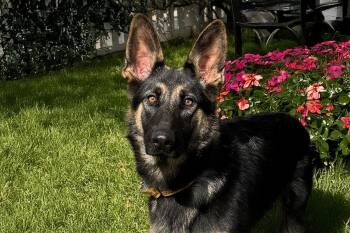 Rescue German Shepherd Dog Dogs for Adoption in Newport Beach, California - Siren | PetCurious