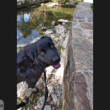 Rescue Great Pyrenees and Border Collie Dogs for Adoption in Seguin, Texas - Maggie | PetCurious
