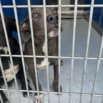 Gunner -  Pit Bull Terrier and Doberman Pinscher Dog for Adoption in Hawthorne, California - Gunner | PetCurious