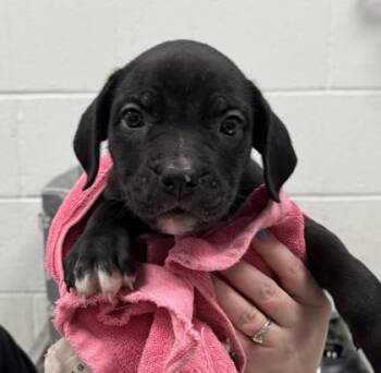 Romy -  Mastiff and Mixed Breed Dog for Adoption in Kansas City, Missouri - Romy | PetCurious