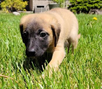 Hound Dogs Available for Adoption - Juniper | PetCurious