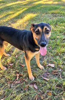 Lily -  German Shepherd Dog Dog for Adoption in Lucas, Texas - Lily | PetCurious