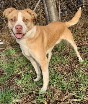 Mixed Breed Dogs Available for Adoption - Edison  | PetCurious