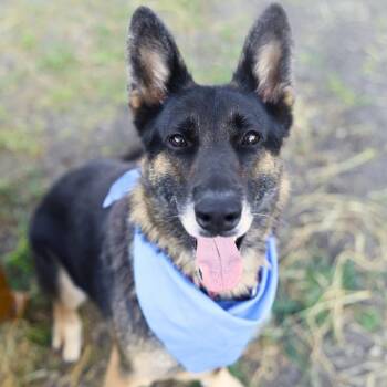 MACIE -  German Shepherd Dog Dog for Adoption in San Antonio, Texas - MACIE | PetCurious