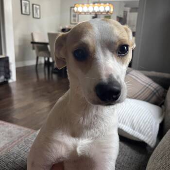 Moana -  Jack Russell Terrier and Terrier Dog for Adoption in Toronto, Ontario - Moana | PetCurious