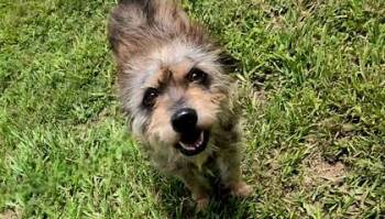 Ace -  Terrier and Mixed Breed Dog for Adoption in Houston, Texas - Ace | PetCurious