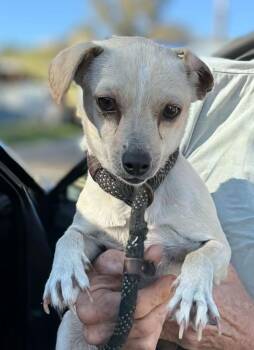 Chihuahua and Dachshund Dogs Available for Adoption - Diggins | PetCurious