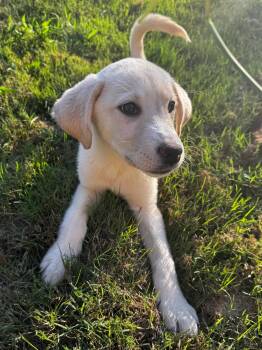 Francis -  German Shorthaired Pointer and Australian Shepherd Dog for Adoption in Calera, Alabama - Francis | PetCurious